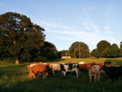 Sunset over our cottages and cattle grazing our pasture land