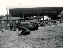 Rigsby Yard Cattle 1947