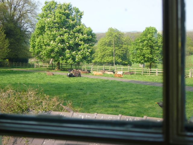 View from back window of the cottage