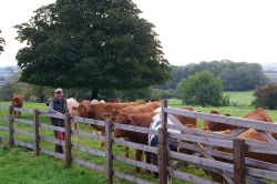 Bill with cattle