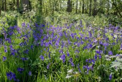 Peter-Wood-Bluebells-Rigsby-Wood-2