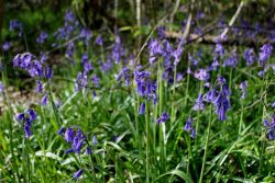 Peter-Wood-Bluebells-Rigsby-Wood-4