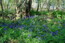 Peter-Wood-Bluebells-Rigsby-Wood-5