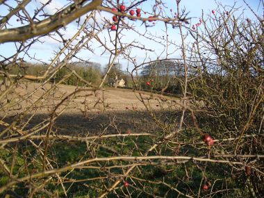 View to the cottages through the autumn berries