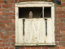 Kestral on one of the old barn doors