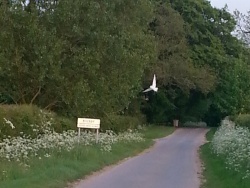 Rigsby Owl over village sign