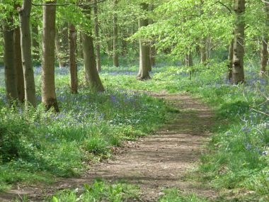 The bluebell path in Rigsby Wood