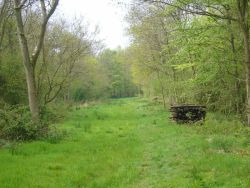 The main path through Rigsby Wood