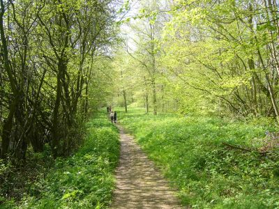 Walking through Rigsby Wood