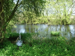 Field pond spring time