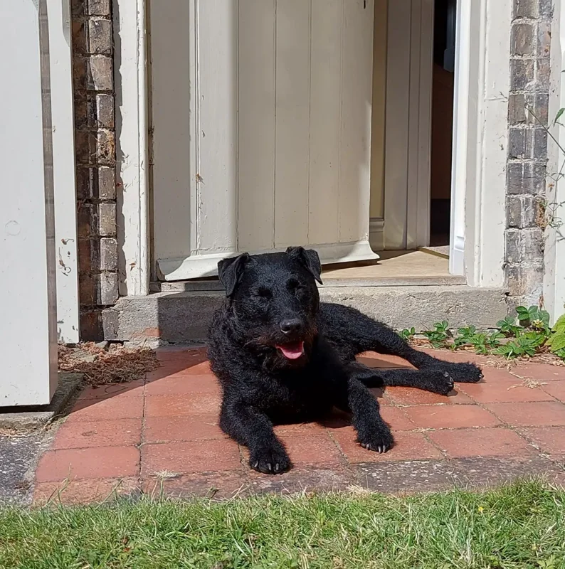 Black dog lying on red tiles by cottage door, sunny day.