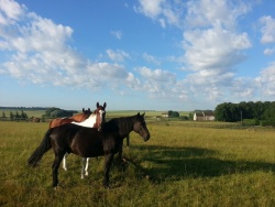 Our neighbouring farm at Haugh