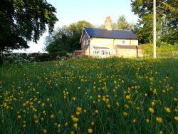 Buttercups in paddock