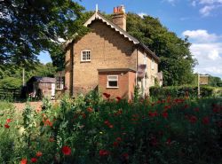 Wild flower garden