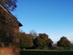 View from cottage to trees in November