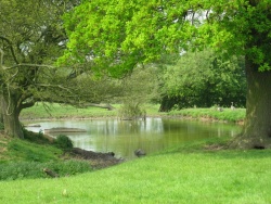 Ducks and Geese on field pond