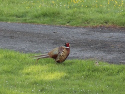 Pheasant and hen