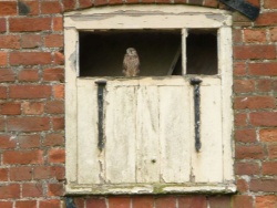 Rigsby Kestrel