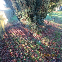 122. Site of new born infant of Richard and Mary Willoughby 1978?