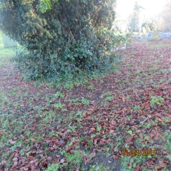 123. Site of newborn infant Tina Vincent 24th Nov 1978