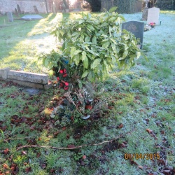 130. Site of Bysagi Marshall died 18th April 1994 (64 years)