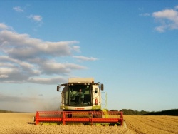 Harvesting our wheat 2014
