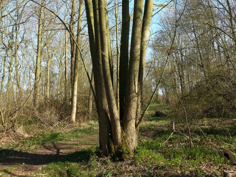 Six trunk tree at Rigsby, Sept 2014