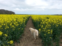 footpath-rape