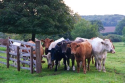 Cattle