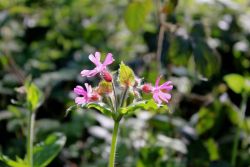 Peter-Wood-flower-1