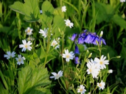 Peter-Wood-flower-2